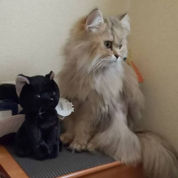 81022202 4d8c 4b7c a092 16f3d8801589 1618100983653