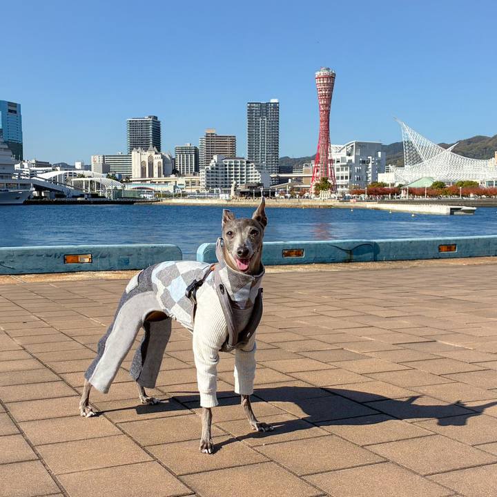 8103b52e 5154 4696 b5de 377997d6206f 1763280098674