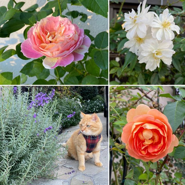 8106ab46 09c3 4f63 a308 1ee1e557d441 1730013906013