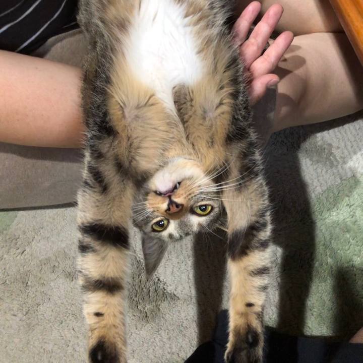 81074822 5ba1 4597 a3ea e2ed1fcdc947 1589597233664