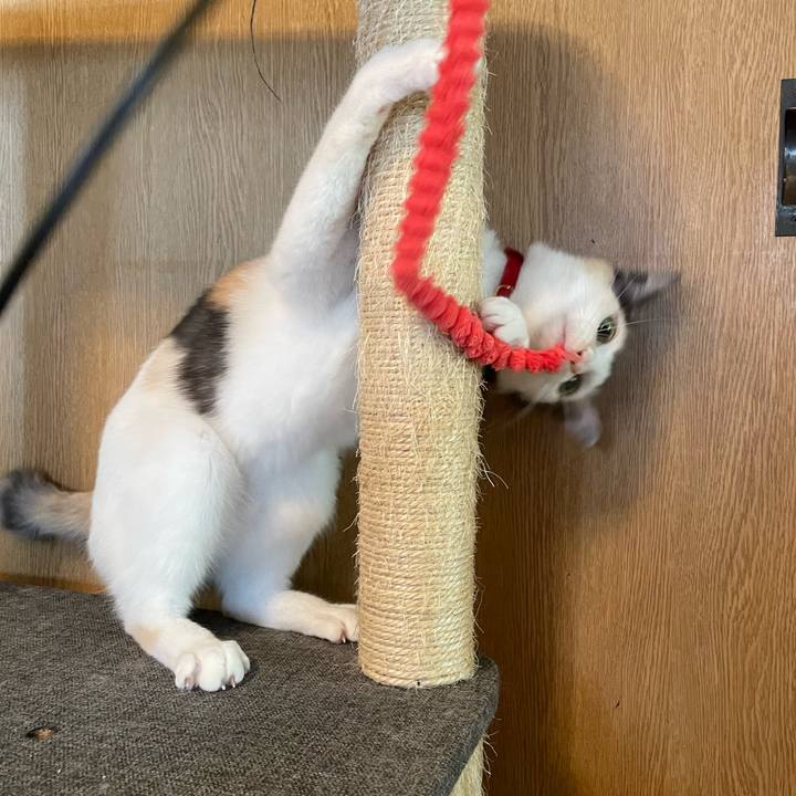 81090e41 45fc 49aa b82b 461ccb64eb83 1728693330937