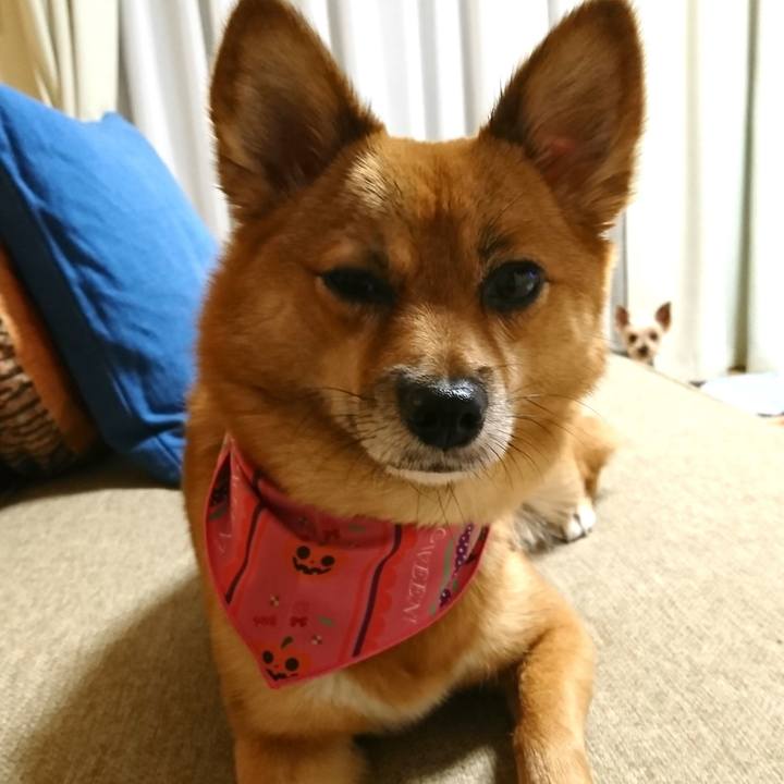 810dd625 bbae 460f ad73 07ab31517118 1540728854762