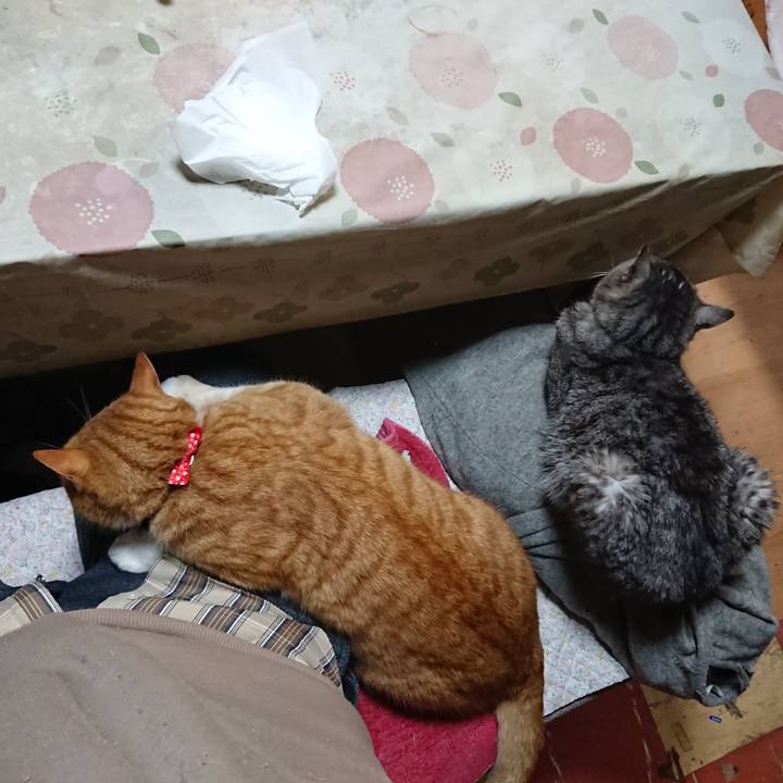 810f8a5c 37f3 4012 bcc4 0f5332e7e4f6 1577099148407