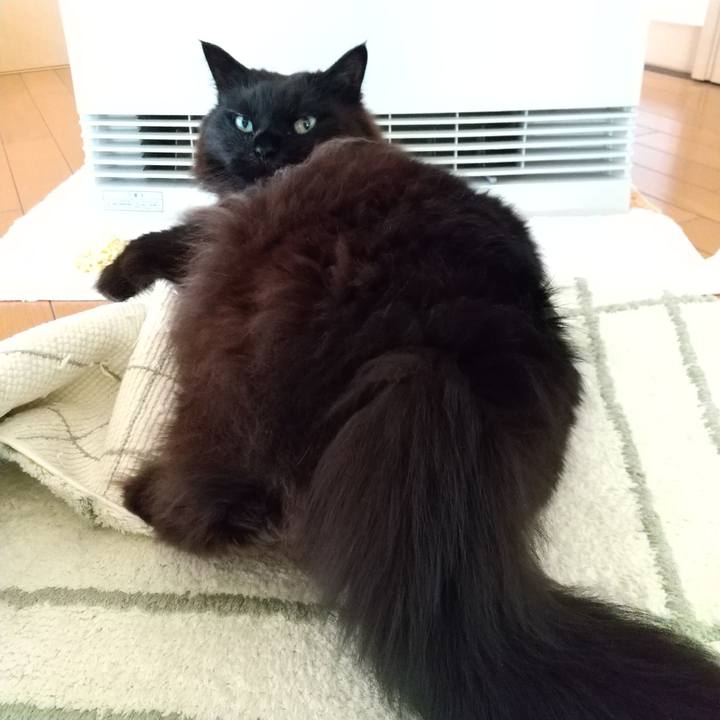 81106326 29a6 431b ab4c 6398d1a346b2 1611880434783