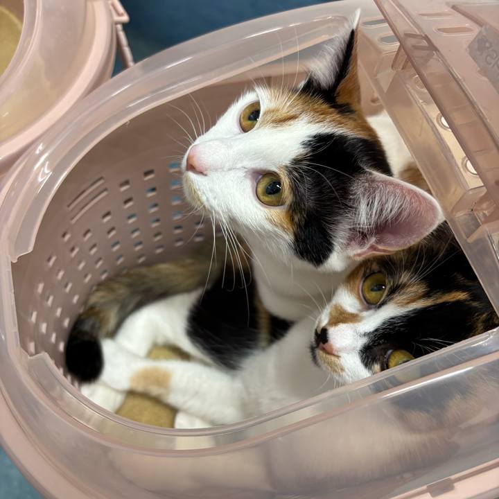 8112a374 b186 4709 b625 b9f049cd080c 1764982842401