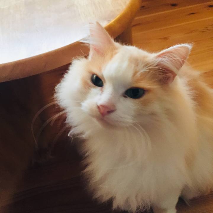 81143928 bc4a 4f0a b9ee d0471caca6b5 1583883538724