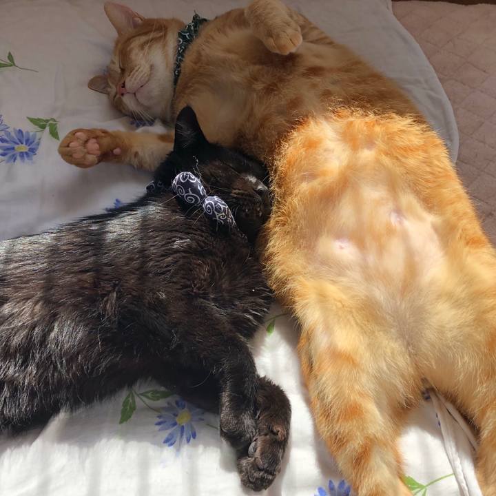 8117a8d7 a98c 4488 861e 4203140a5dee 1559432418955