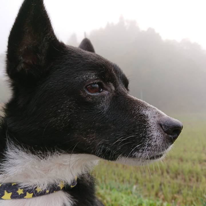 81195dd4 03c8 4992 a0b3 bcdf25545373 1542369676602