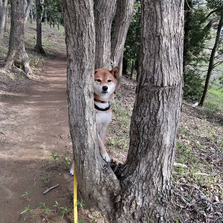 811a112b c92f 46a6 9f9c 991e009031af 1587117730842