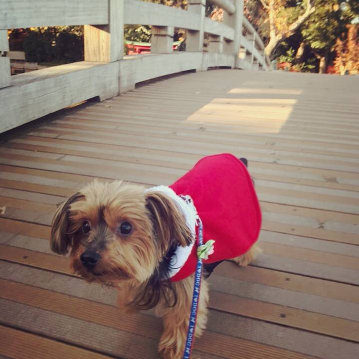 811c5164 f7c5 4a4e b604 fb957fac41c1 1512823590338