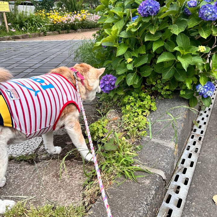 811cf924 b5c7 4020 8d8f b1a50bc4769d 1748218902174