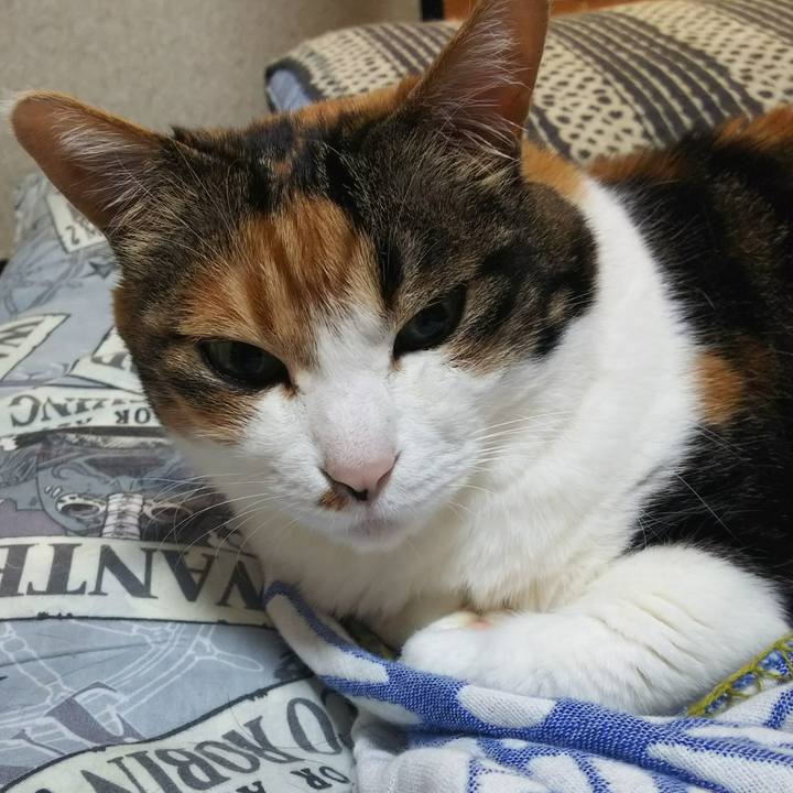 811e0669 2c06 46a7 8d56 dbd478e4cd52 1528407558305