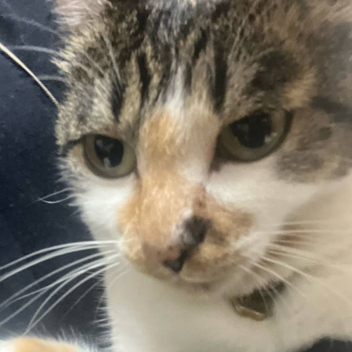 8120795d 4070 40d2 86f3 d0f033711e84 1761957408178