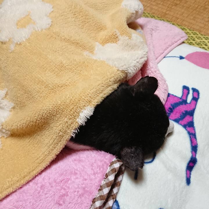 81256120 4f7e 430a 94a8 9bd561f11d47 1635163897892