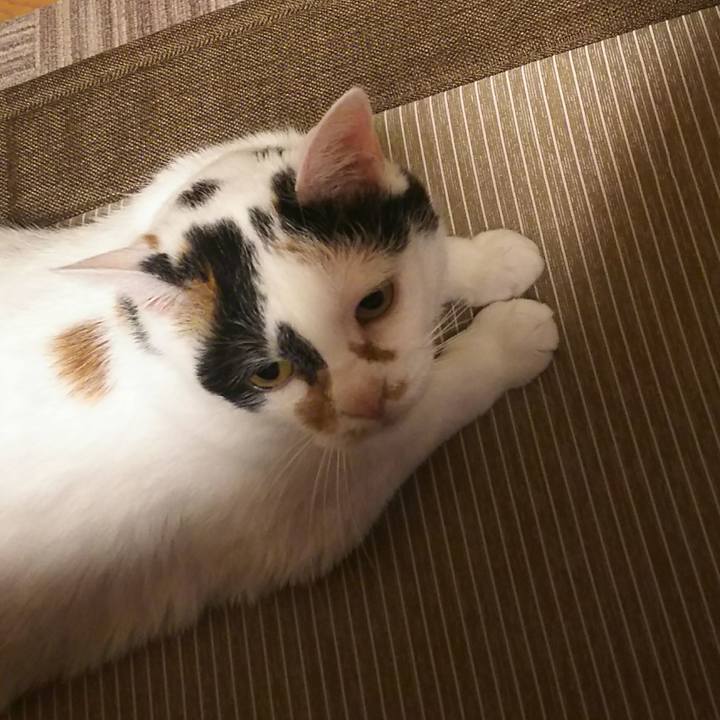 81279a54 e55a 49b2 90a3 9d0ef9235285 1528196338060