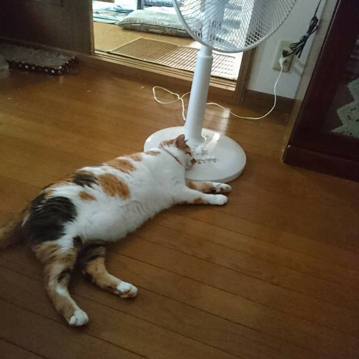 8127a77a b3c7 4034 909f b8bc88c2f061 1531636055464