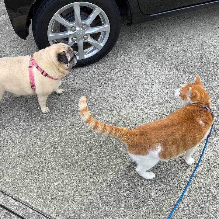 8127a82d 2cd9 4de4 94de debd2e24faa5 1588152986197