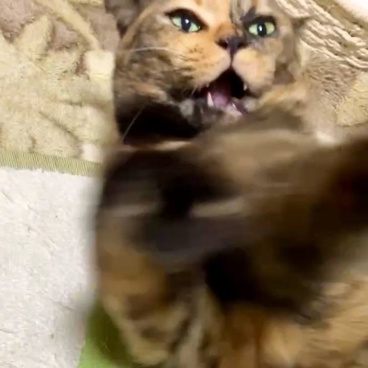 81282a9f 9c9f 4e8e a4c0 d2a3b1e39914 1731436682571