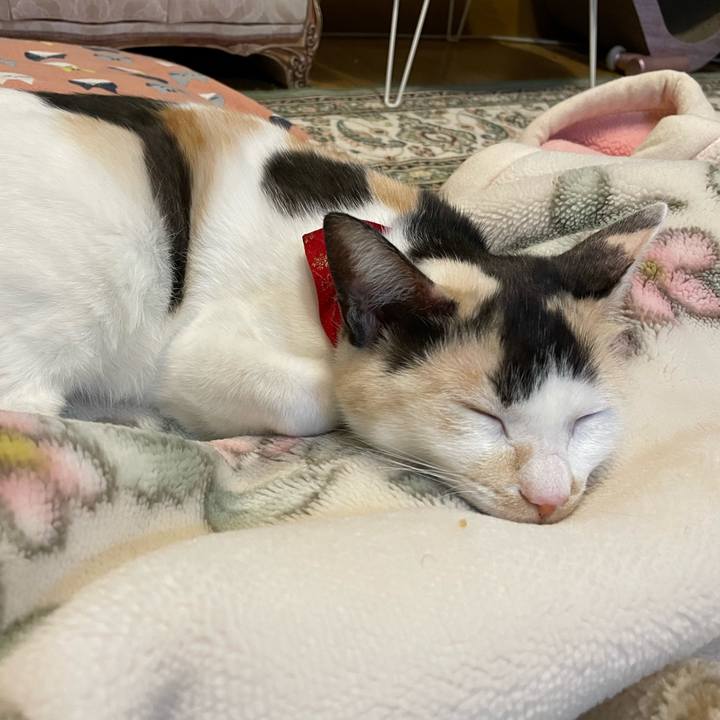 812ca7cd c2af 4645 a9a7 593fc1c6ac85 1703062067488