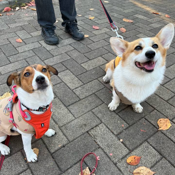 812cb877 9a6a 48d4 963a 1c929af1e0dc 1763696289557