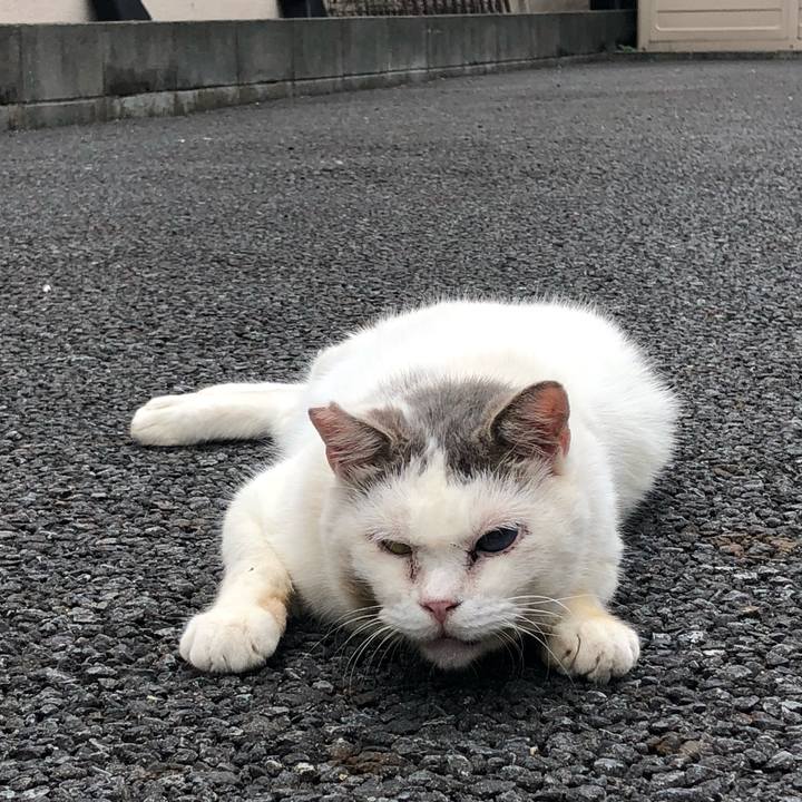 812fe8b4 83a9 499f ba97 95f926de2e04 1562345528180