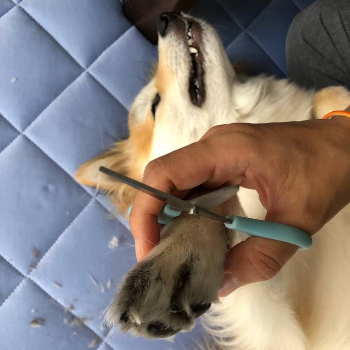 8130e077 53e6 444f 8604 47959abfc354 1590899020258