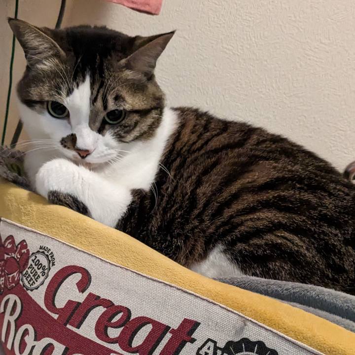 81340786 c4ca 45a1 a9bd d0766086c240 1708687529126