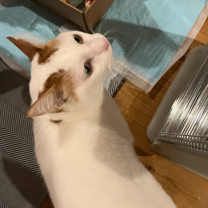 81348734 8768 43ec 980f 1dc6fe0dc98a 1762991724855