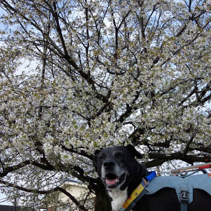 8136a403 1f15 4674 9147 7c8e4cd8e610 1743982949771