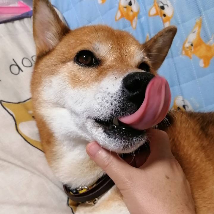 81373113 5791 42ad 8c4f 0695cd0c24d8 1630852555059