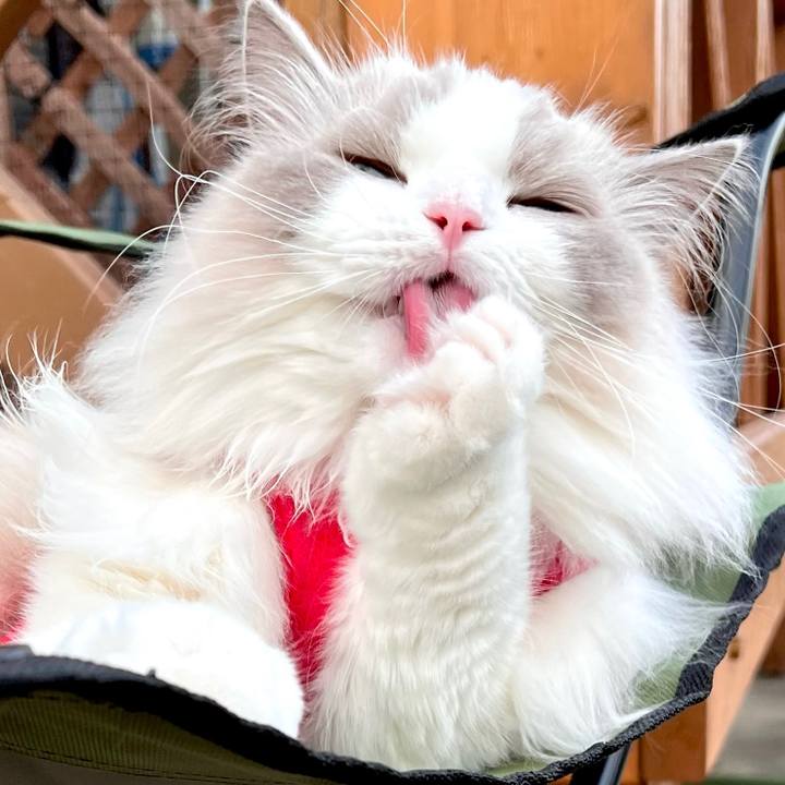 81376061 adcd 4995 ae4a 5edc6fa486f0 1666731790803