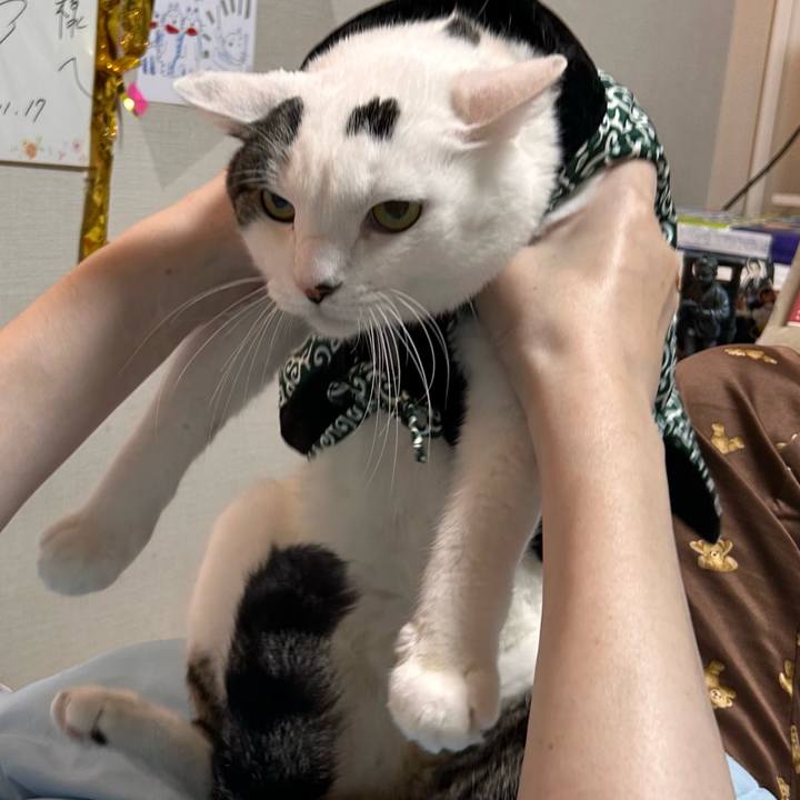 813810c0 d0c2 4aa4 bd75 c760a35be05d 1760006483488