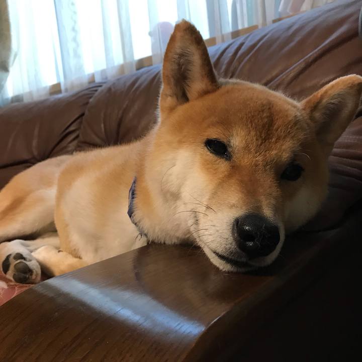 81385be8 8df7 48e4 a9f1 426a532542ad 1559340831290