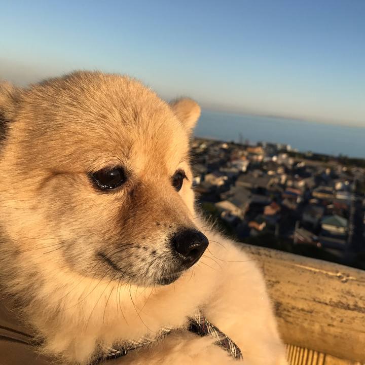 81388648 9d22 4fab a74d c3ce0244955c 1575810344035