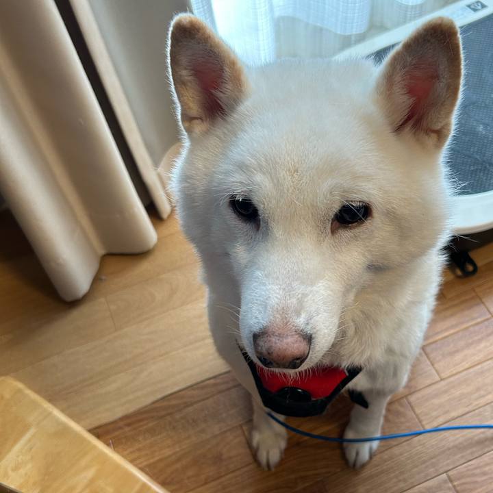 8139209a 6f12 4bc5 aba3 3dac704e65fa 1702686517576