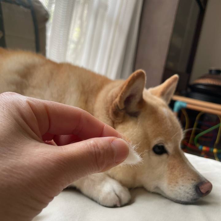 8139e5ca 4303 438c 8f8a 2e8de1f0054d 1745117416462