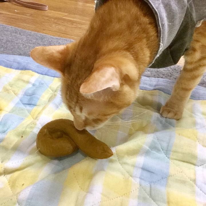 813a550a 2c17 4560 b055 392aa8c7eb1f 1537139902966