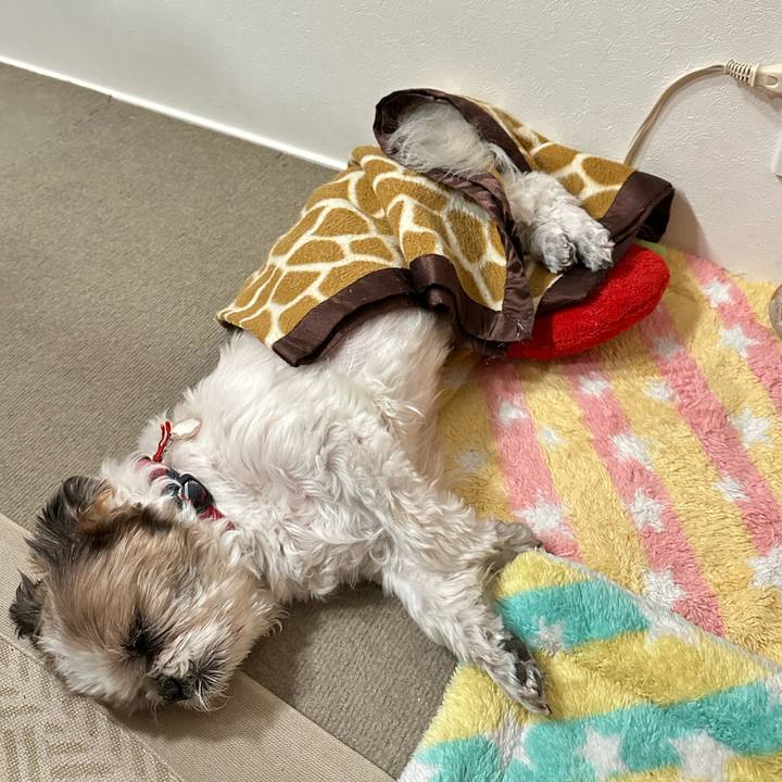 813c3794 1471 4f95 b26d b7ad6d973df8 1697014230447