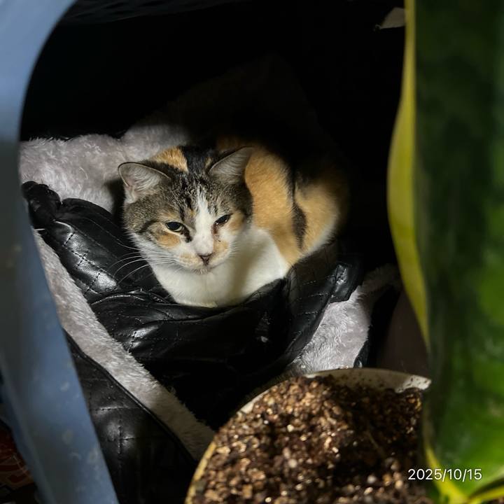 813ca2eb 7d32 4911 b55a 1e82c2e7f586 1760479675788