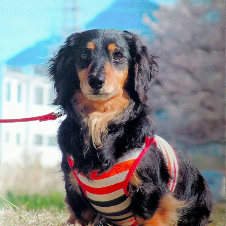 813d4f5b 8dc1 4856 ad35 c06d0217266b 1523061801246