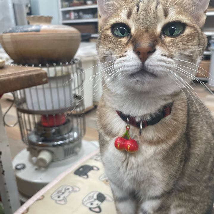 813ff385 195c 4153 b617 cb3c59aee58b 1732887215575