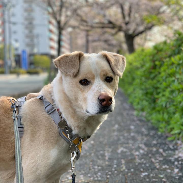 81404039 4032 45dc 8ad0 5f3abaa7330b 1555250496893