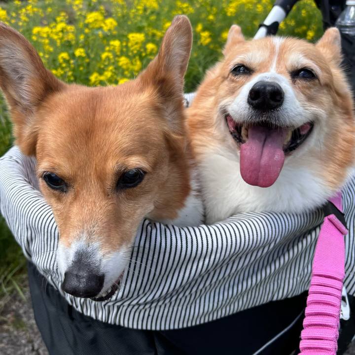 8143205a 6426 403d 8b41 9fe80857d861 1744603929039