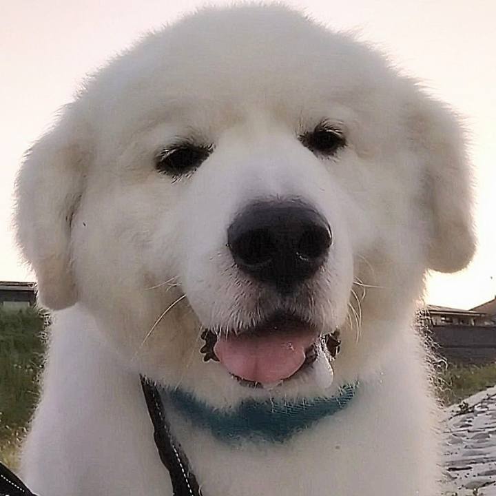 81464333 11c0 4401 91cc 1ee219e4569b 1690585416855