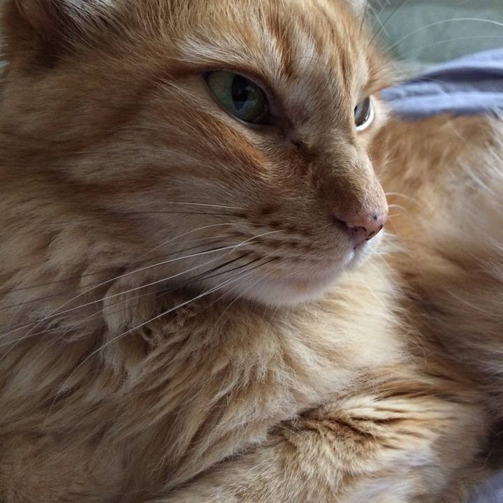 81476f7e bc56 43ce 8bf9 4095002d065a 1540781340696