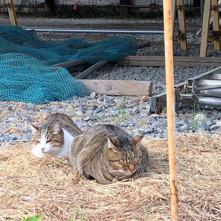 814ef19a 8c3c 4cca 9e0b 426eaafd5826 1544460474955