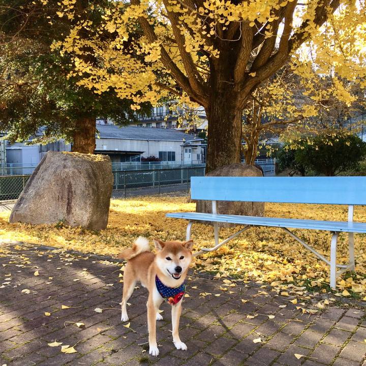 8151cbc9 0c0e 4695 bf33 fa164af4843e 1510479398245