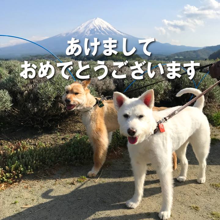 81543401 794b 4f9c a312 dea8d71fb778 1767193420975