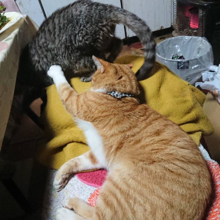 8155862c 38d1 4ee1 82dc a325e4239772 1572346438016