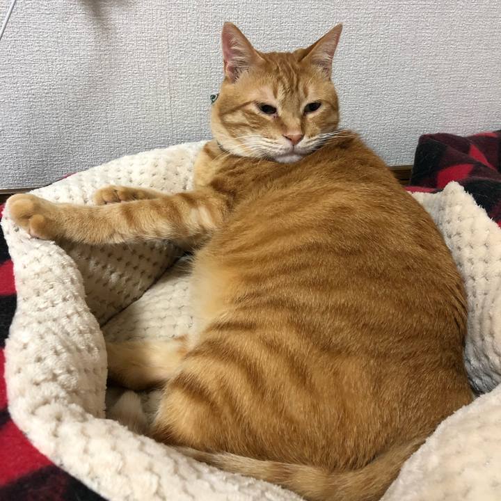 815abaa5 5313 41c3 95d8 f665b34f2846 1559645235242